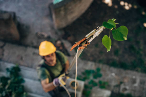 Best Leaf Removal  in West Pensacola, FL